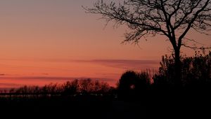 Preview wallpaper tree, twilight, dark, evening, bushes, outlines