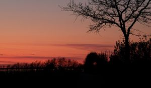 Preview wallpaper tree, twilight, dark, evening, bushes, outlines