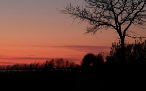 Preview wallpaper tree, twilight, dark, evening, bushes, outlines