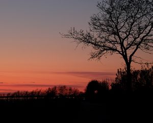 Preview wallpaper tree, twilight, dark, evening, bushes, outlines