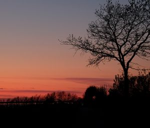 Preview wallpaper tree, twilight, dark, evening, bushes, outlines