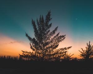 Preview wallpaper tree, twilight, evening, sky, sunset, outlines