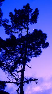 Preview wallpaper tree, twilight, evening, moon, dark