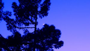 Preview wallpaper tree, twilight, evening, moon, dark