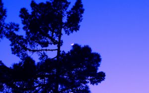 Preview wallpaper tree, twilight, evening, moon, dark