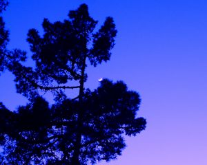 Preview wallpaper tree, twilight, evening, moon, dark