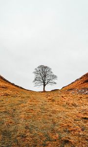 Preview wallpaper tree, valley, hills, ravine, nature