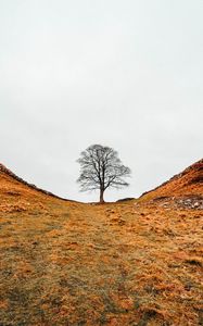 Preview wallpaper tree, valley, hills, ravine, nature