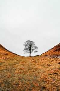 Preview wallpaper tree, valley, hills, ravine, nature