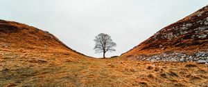 Preview wallpaper tree, valley, hills, ravine, nature