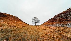 Preview wallpaper tree, valley, hills, ravine, nature