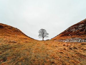 Preview wallpaper tree, valley, hills, ravine, nature