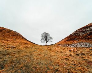 Preview wallpaper tree, valley, hills, ravine, nature