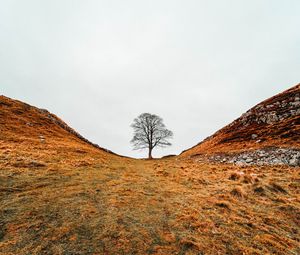 Preview wallpaper tree, valley, hills, ravine, nature