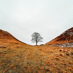 Preview wallpaper tree, valley, hills, ravine, nature