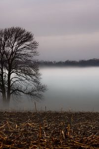 Preview wallpaper tree, veil, fog, layer, grass, faded