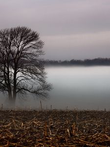 Preview wallpaper tree, veil, fog, layer, grass, faded