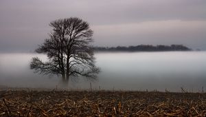 Preview wallpaper tree, veil, fog, layer, grass, faded