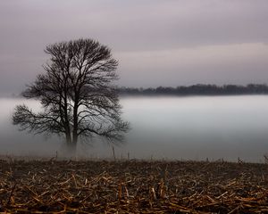 Preview wallpaper tree, veil, fog, layer, grass, faded