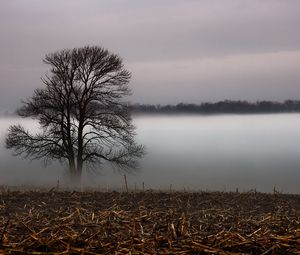 Preview wallpaper tree, veil, fog, layer, grass, faded