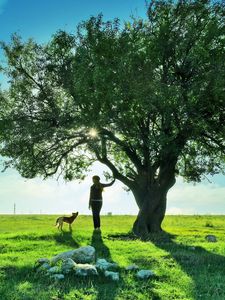 Preview wallpaper tree, walk, rest, girl, dog, evening