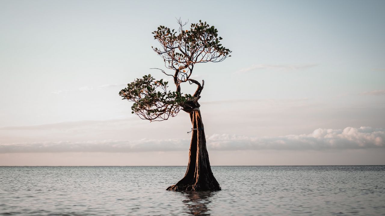 Wallpaper tree, water, nature