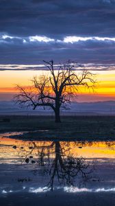 Preview wallpaper tree, water, reflection, dusk, nature