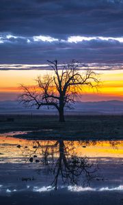 Preview wallpaper tree, water, reflection, dusk, nature
