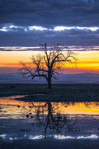 Preview wallpaper tree, water, reflection, dusk, nature
