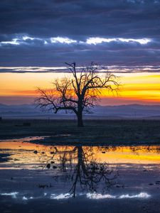 Preview wallpaper tree, water, reflection, dusk, nature