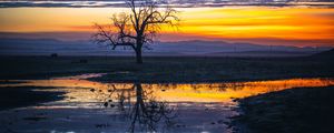 Preview wallpaper tree, water, reflection, dusk, nature