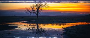 Preview wallpaper tree, water, reflection, dusk, nature