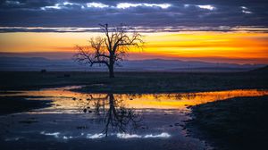 Preview wallpaper tree, water, reflection, dusk, nature