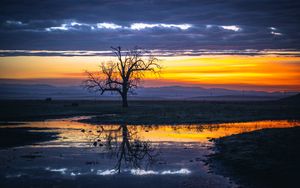 Preview wallpaper tree, water, reflection, dusk, nature