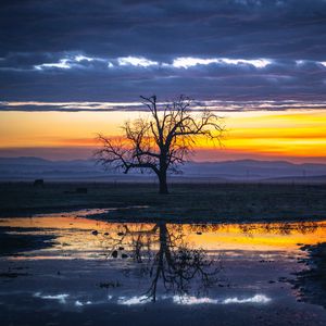 Preview wallpaper tree, water, reflection, dusk, nature