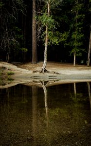 Preview wallpaper tree, water, reflection, forest, lake, shore