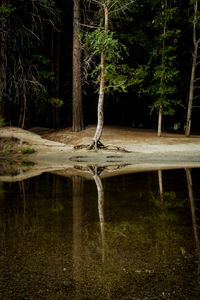 Preview wallpaper tree, water, reflection, forest, lake, shore