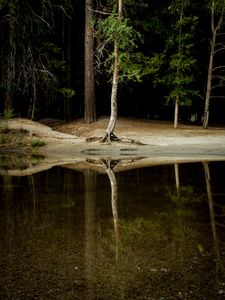 Preview wallpaper tree, water, reflection, forest, lake, shore