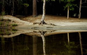 Preview wallpaper tree, water, reflection, forest, lake, shore