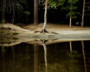 Preview wallpaper tree, water, reflection, forest, lake, shore