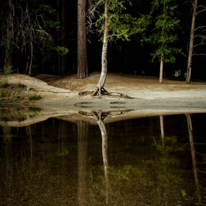 Preview wallpaper tree, water, reflection, forest, lake, shore