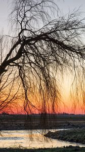 Preview wallpaper tree, willow, decline, branches