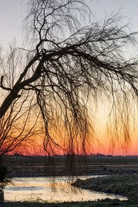 Preview wallpaper tree, willow, decline, branches