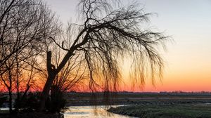 Preview wallpaper tree, willow, decline, branches