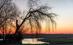 Preview wallpaper tree, willow, decline, branches