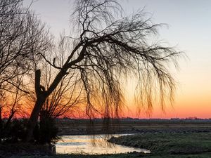 Preview wallpaper tree, willow, decline, branches