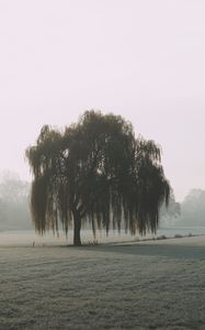 Preview wallpaper tree, willow, fog, field, nature