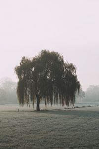 Preview wallpaper tree, willow, fog, field, nature