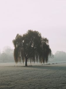 Preview wallpaper tree, willow, fog, field, nature