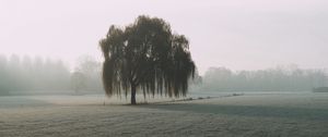 Preview wallpaper tree, willow, fog, field, nature
